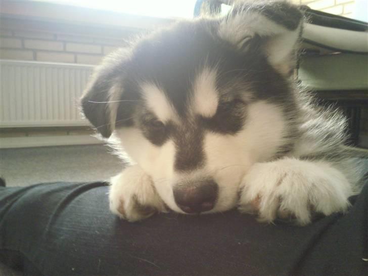 Alaskan malamute kiara. - sshhyyyy jeg slapper lige lidt af på mors ben  billede 4