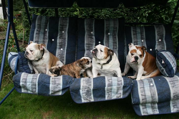 Engelsk bulldog Daisy - Fra venstre: Vera, Bamse (i pleje de første 10 uger af hans liv), Gladys, Daisy og Rose. billede 7
