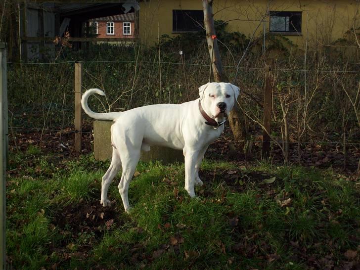 Amerikansk bulldog White Angel´s Ghost billede 14
