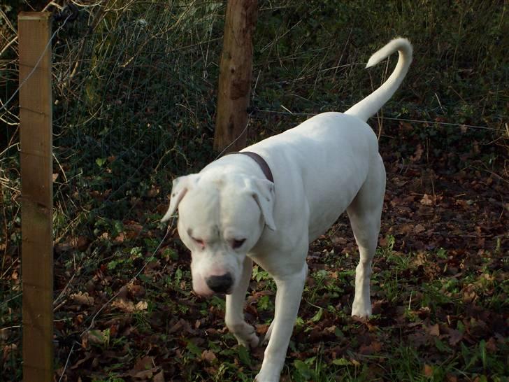 Amerikansk bulldog White Angel´s Ghost billede 15