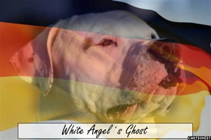 Amerikansk bulldog White Angel´s Ghost billede 16