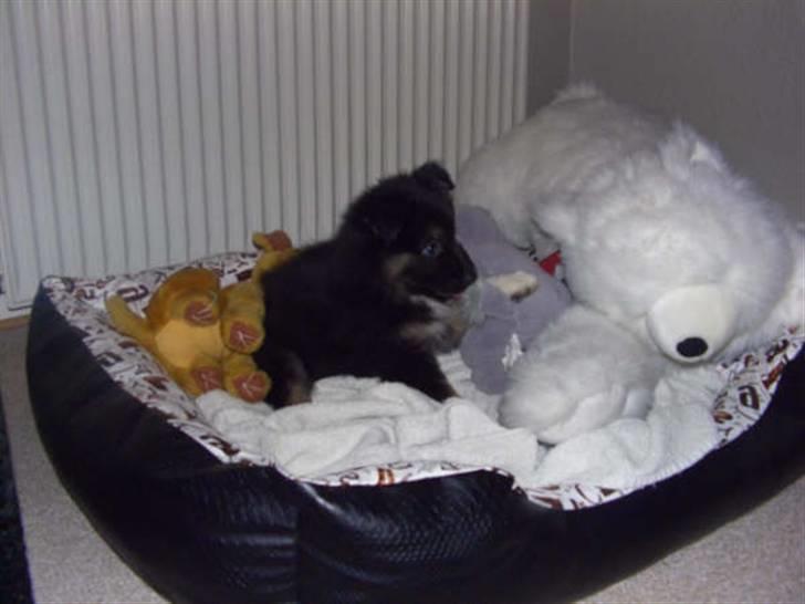 Islandsk fårehund Fenja    - Se om i kan finde mig imellem alle mine tøjdyr. billede 4