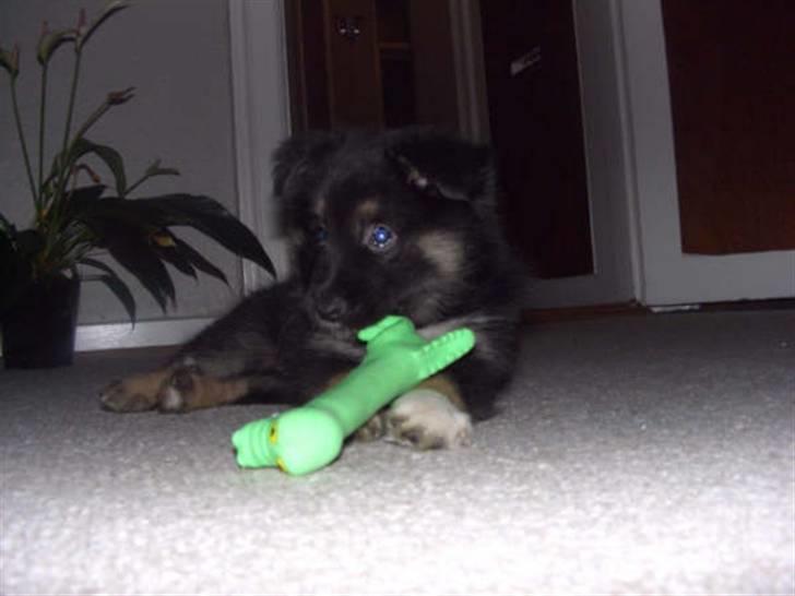 Islandsk fårehund Fenja    - Hygger mig bare i stuen.. billede 5