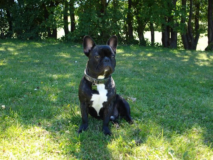 Fransk bulldog Tyson billede 7