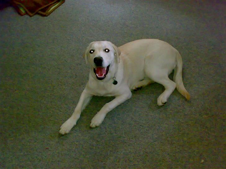 Blanding af racer Zimba billede 12