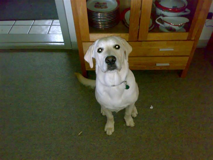 Blanding af racer Zimba billede 13