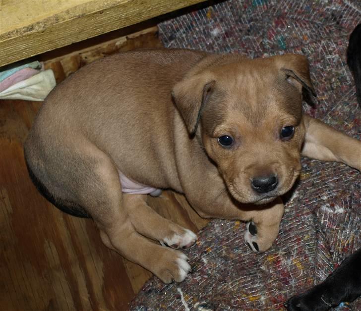 Staffordshire bull terrier Staff Royal Tyson billede 1