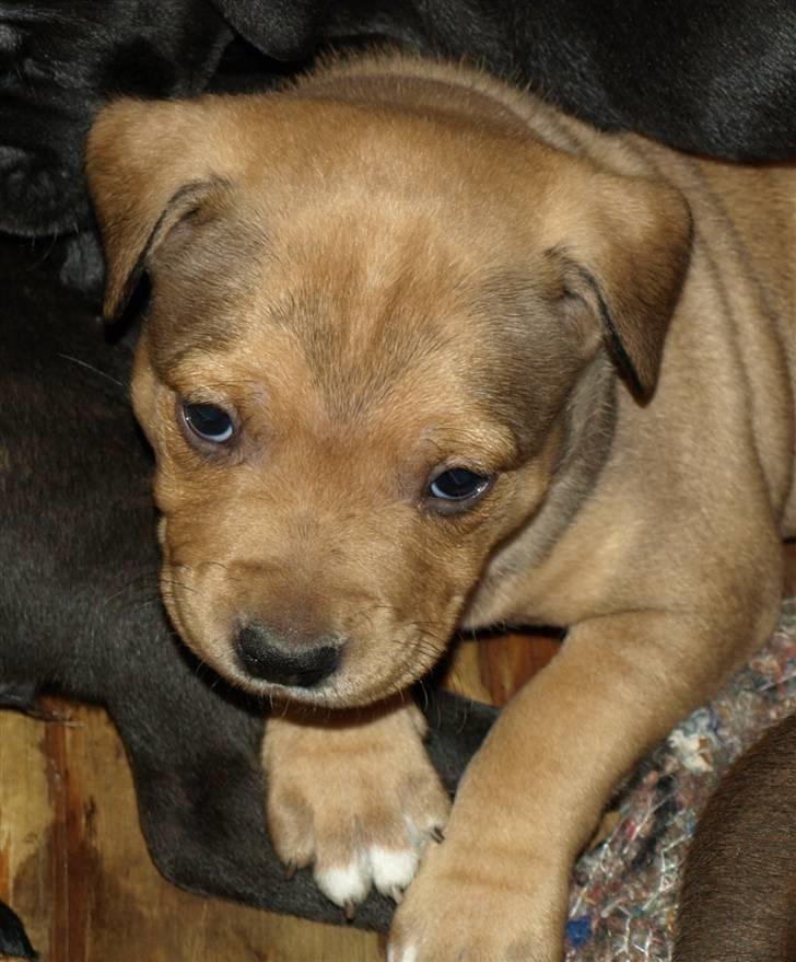 Staffordshire bull terrier Staff Royal Tyson billede 2