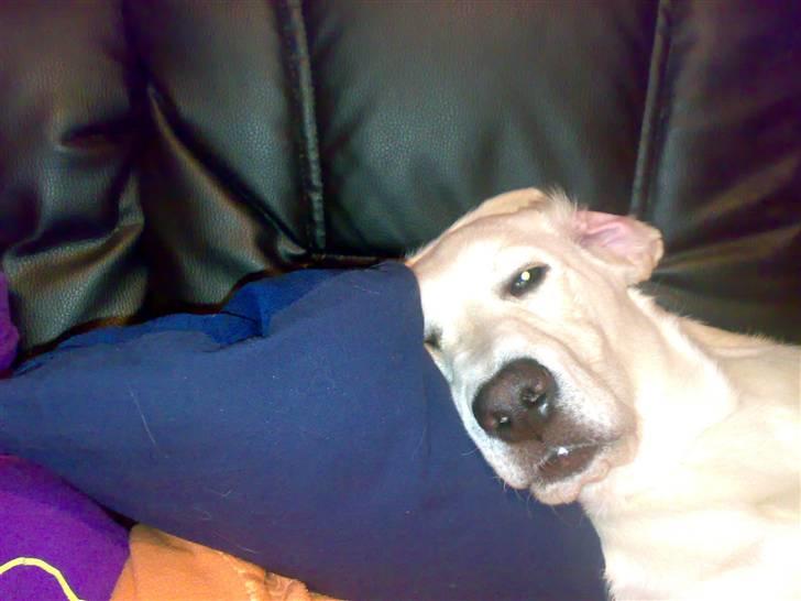 Blanding af racer Zimba billede 14