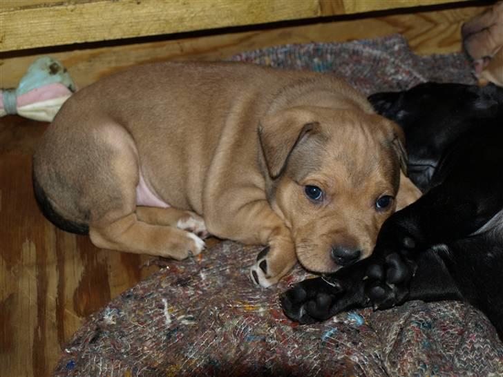 Staffordshire bull terrier Staff Royal Tyson billede 3