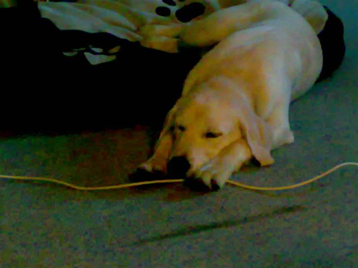 Blanding af racer Zimba billede 15