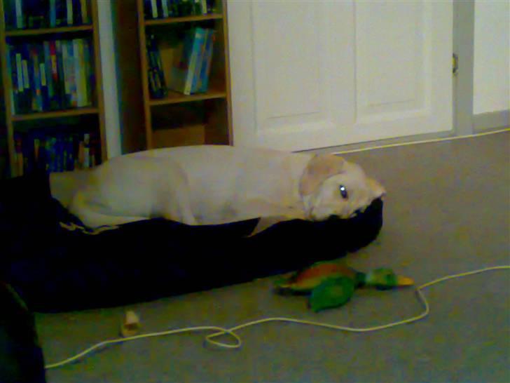 Blanding af racer Zimba billede 16