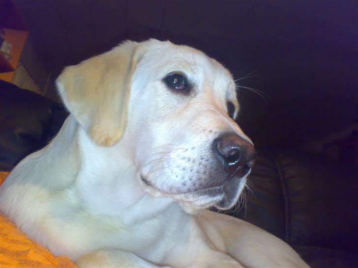 Blanding af racer Zimba billede 17