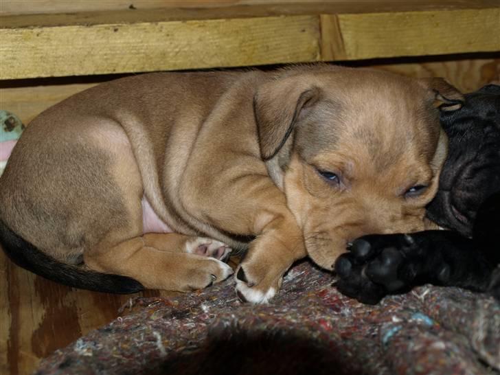 Staffordshire bull terrier Staff Royal Tyson billede 4