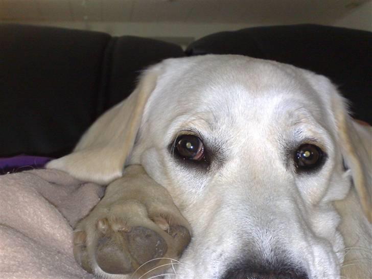 Blanding af racer Zimba billede 18