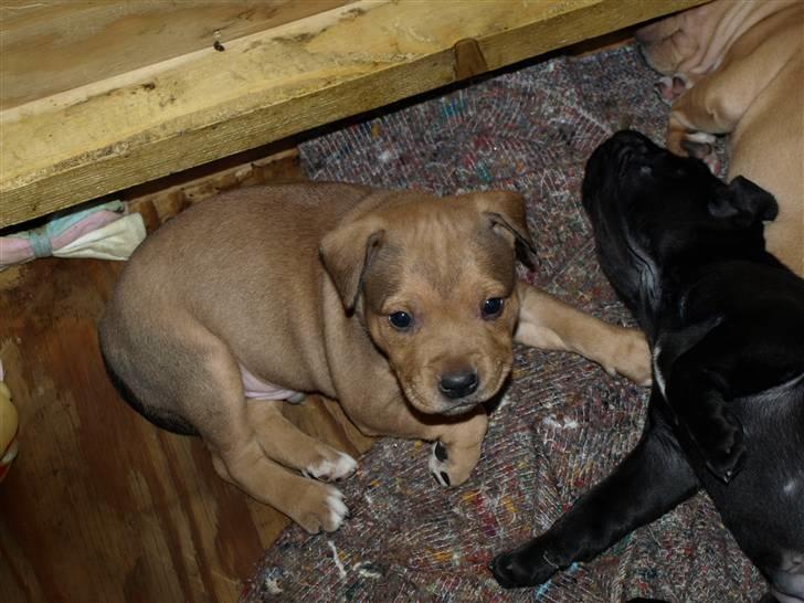 Staffordshire bull terrier Staff Royal Tyson billede 5