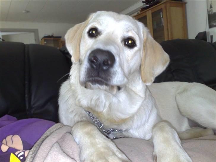 Blanding af racer Zimba billede 19