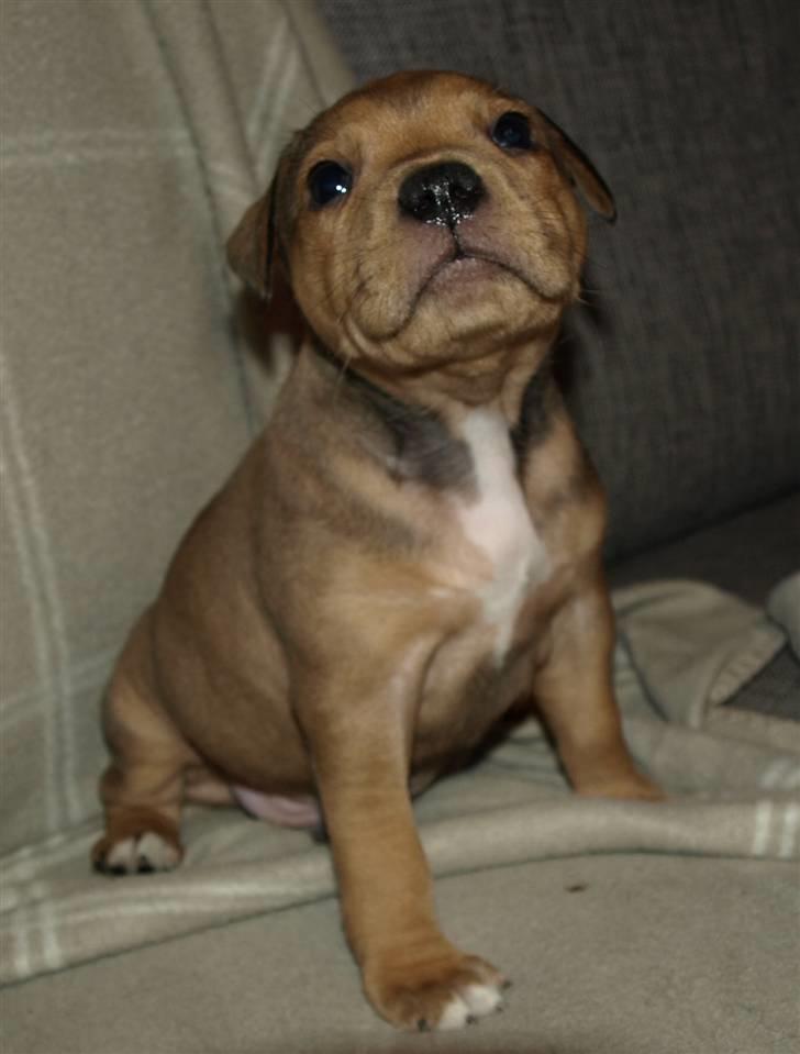 Staffordshire bull terrier Staff Royal Tyson billede 6