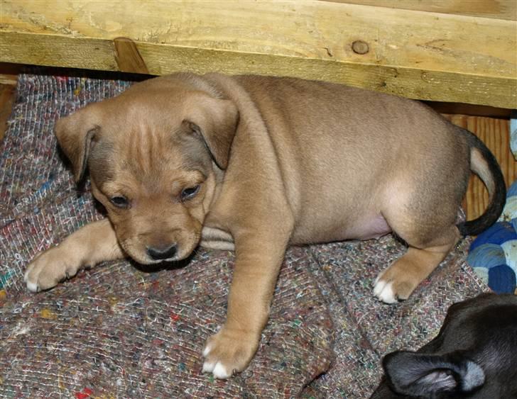 Staffordshire bull terrier Staff Royal Tyson billede 7