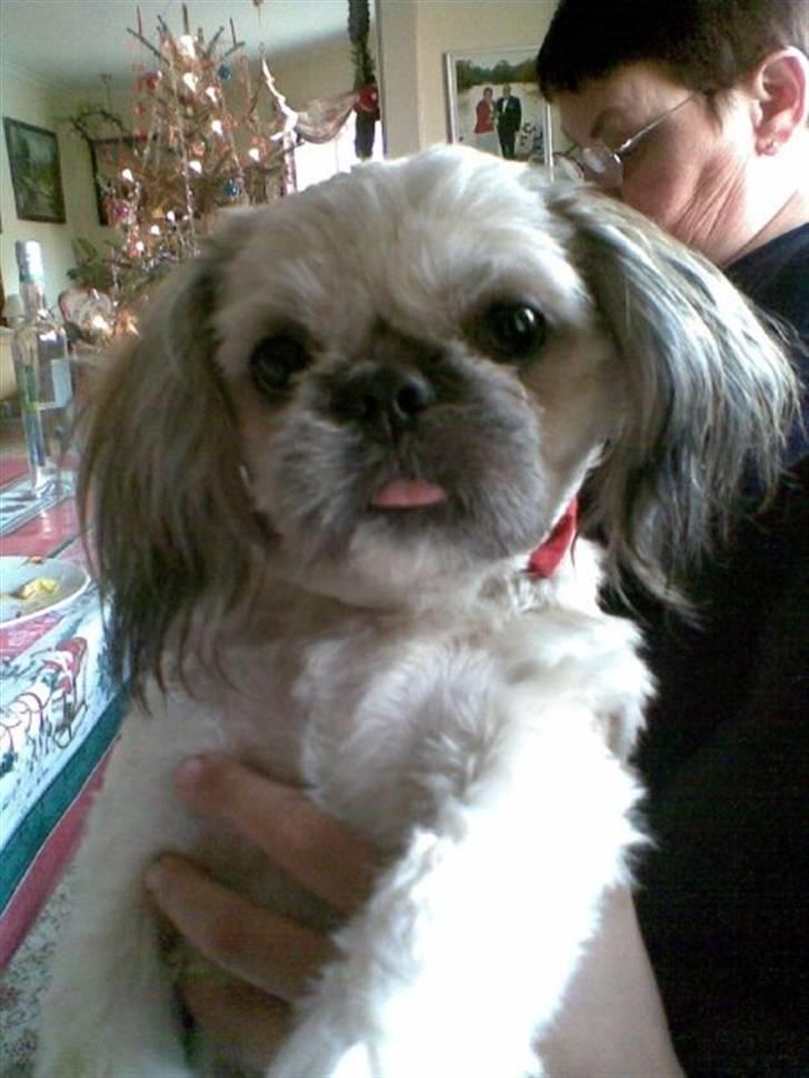 Shih tzu Fie - Så prøver jeg lige at se så sød ud som muligt :) billede 1
