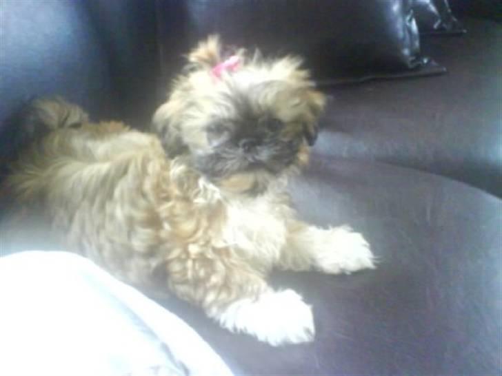 Shih tzu Fie - Er jeg ikke fin :) billede 2