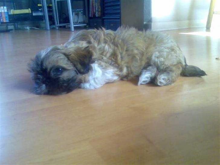 Shih tzu Fie - Jeg orker ingenting...  billede 3