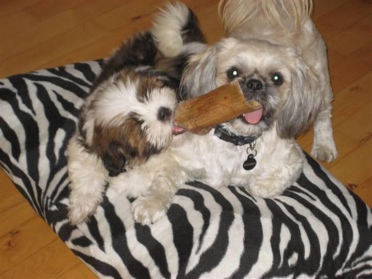 Shih tzu Fie - Så nu tager jeg den altså snart.. billede 4