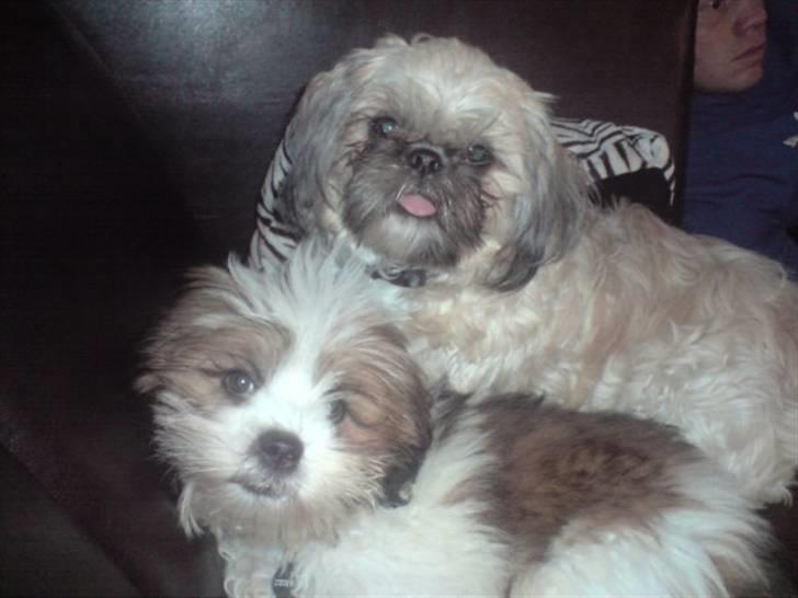 Shih tzu Fie - Vi kan ikke undvære hinanden billede 5