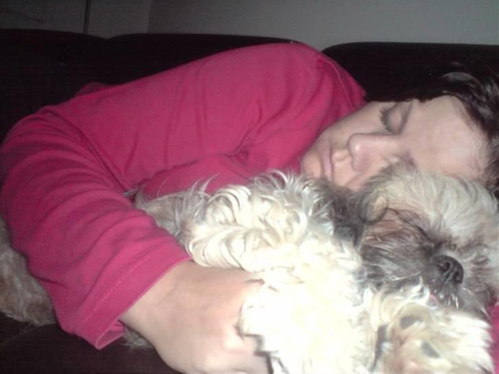 Shih tzu Fie - I kan ikke høre det, men jeg snorker højt billede 6