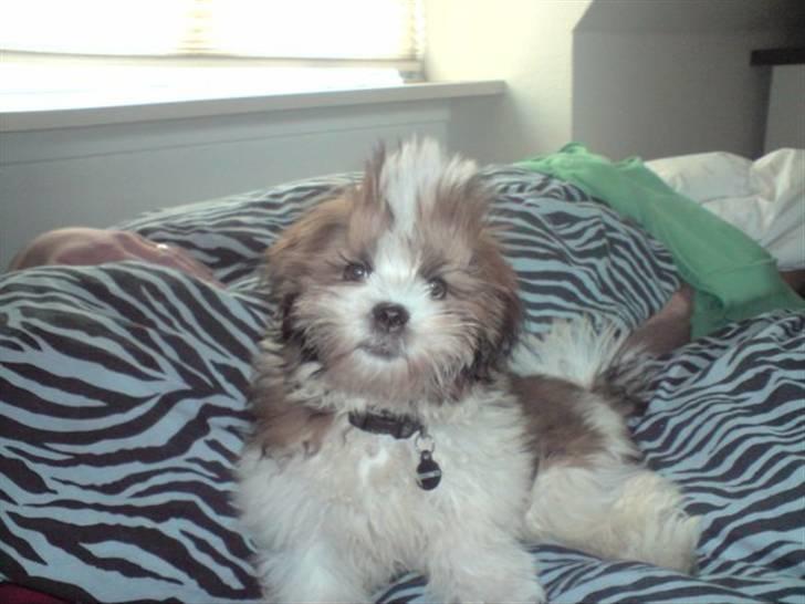 Lhasa apso Bella - Punker Bella :D billede 1