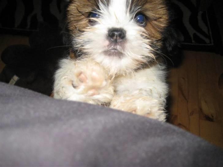 Lhasa apso Bella - Jeg vinker lige... Hej Hej billede 2