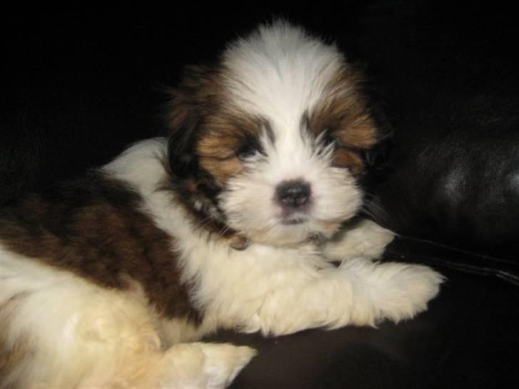 Lhasa apso Bella - Er jeg bare ikke nuser :) billede 3