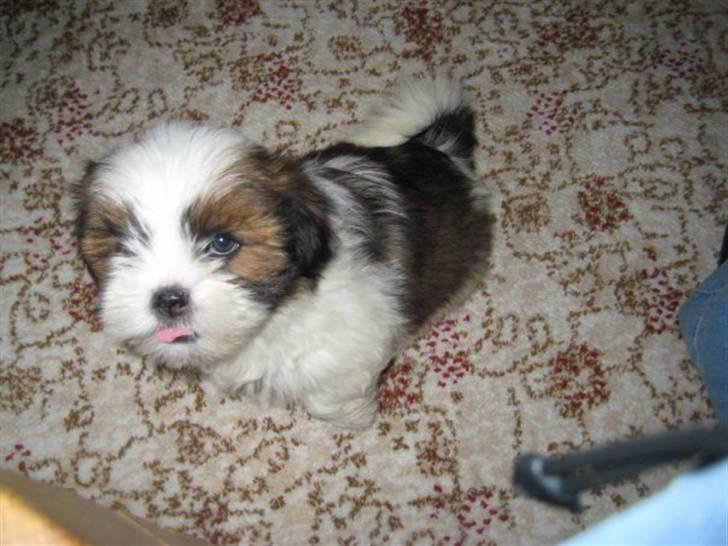 Lhasa apso Bella - Sitter jeg ikke pænt? billede 5