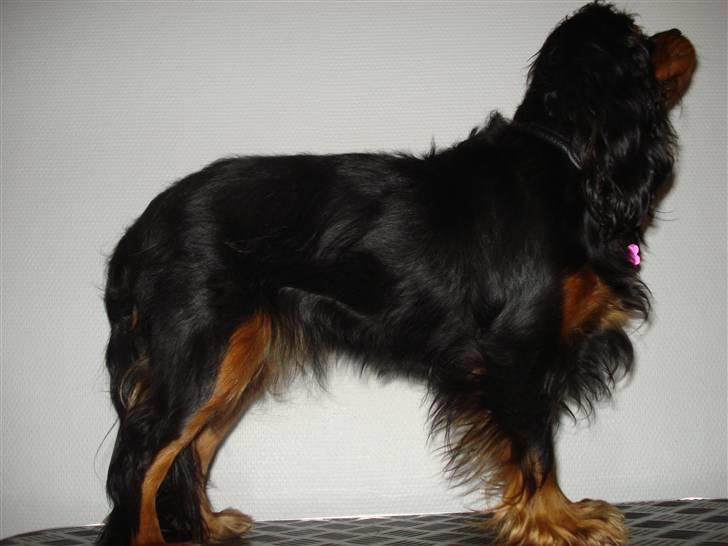 Cavalier king charles spaniel Vega - Nyt 13/1-2009 billede 19