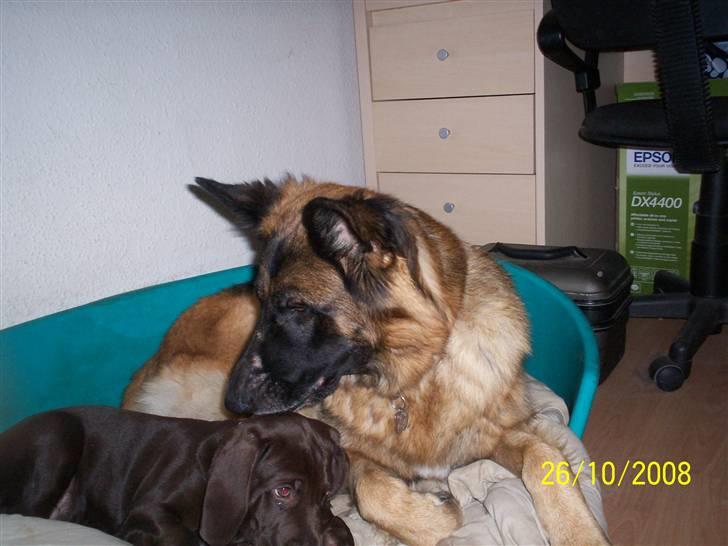 Blanding af racer kato billede 17