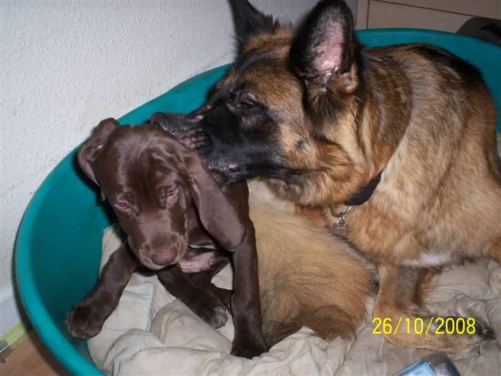 Blanding af racer kato billede 18