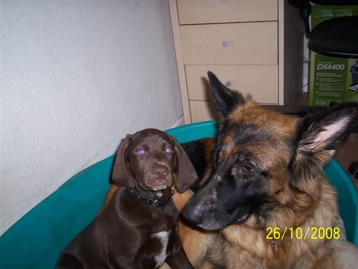 Blanding af racer kato billede 19