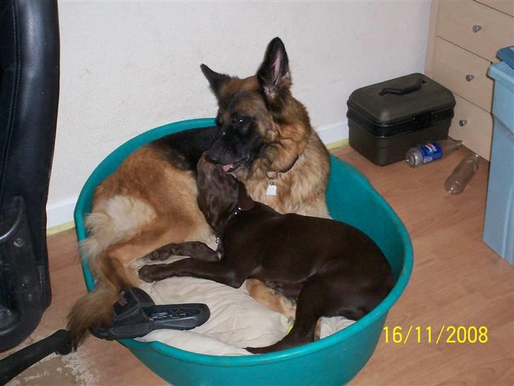 Blanding af racer kato billede 20