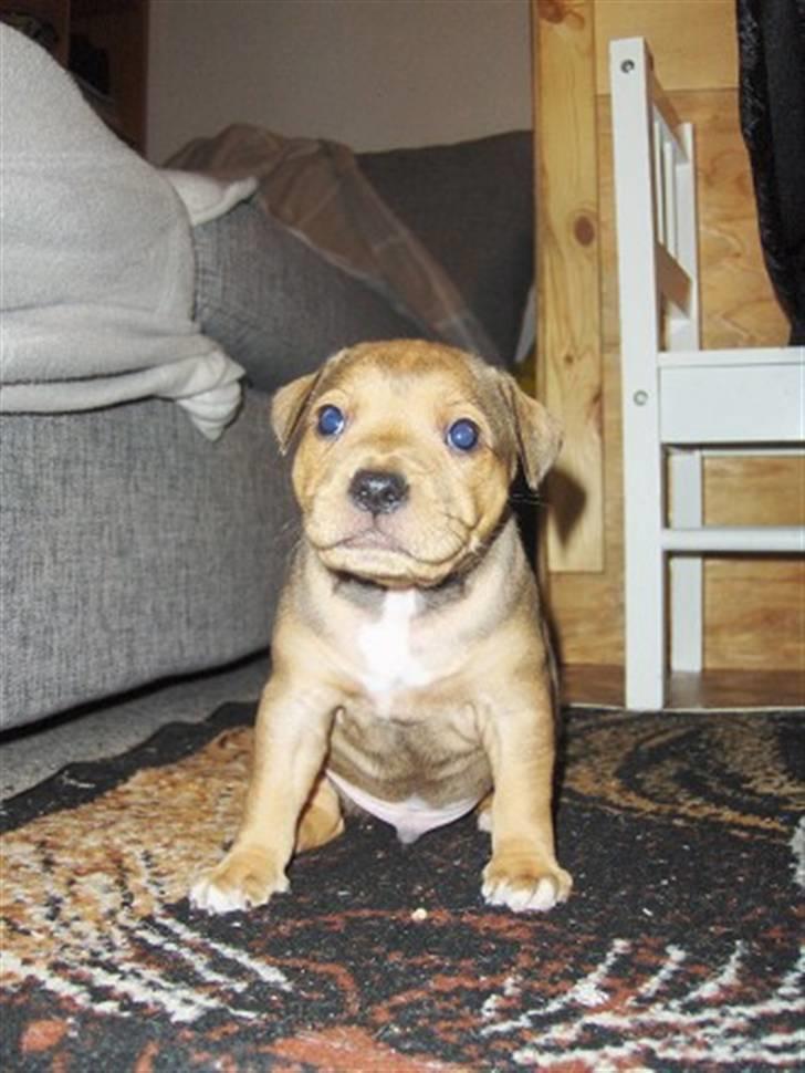 Staffordshire bull terrier Staff Royal Tyson billede 8