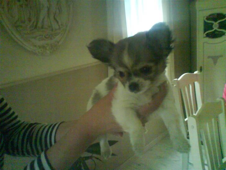 Chihuahua Morris - først billede af mig, taget den gang min mor var ude og hente mig. alder 11 uge billede 1