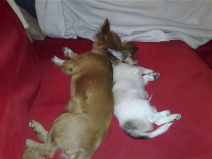 Chihuahua Morris - back to back med "storebror" billede 2