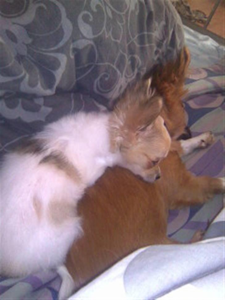 Chihuahua Morris - dejligt at putte sammen med "storebror" billede 3