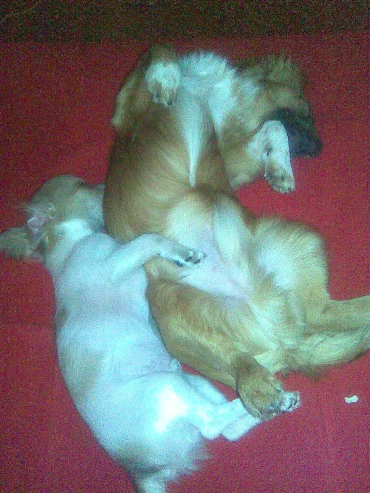 Chihuahua Morris billede 4