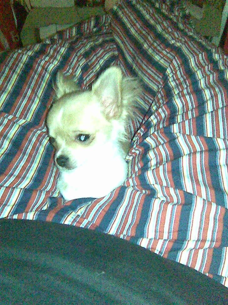 Chihuahua Morris - putter mellem fars ben billede 5