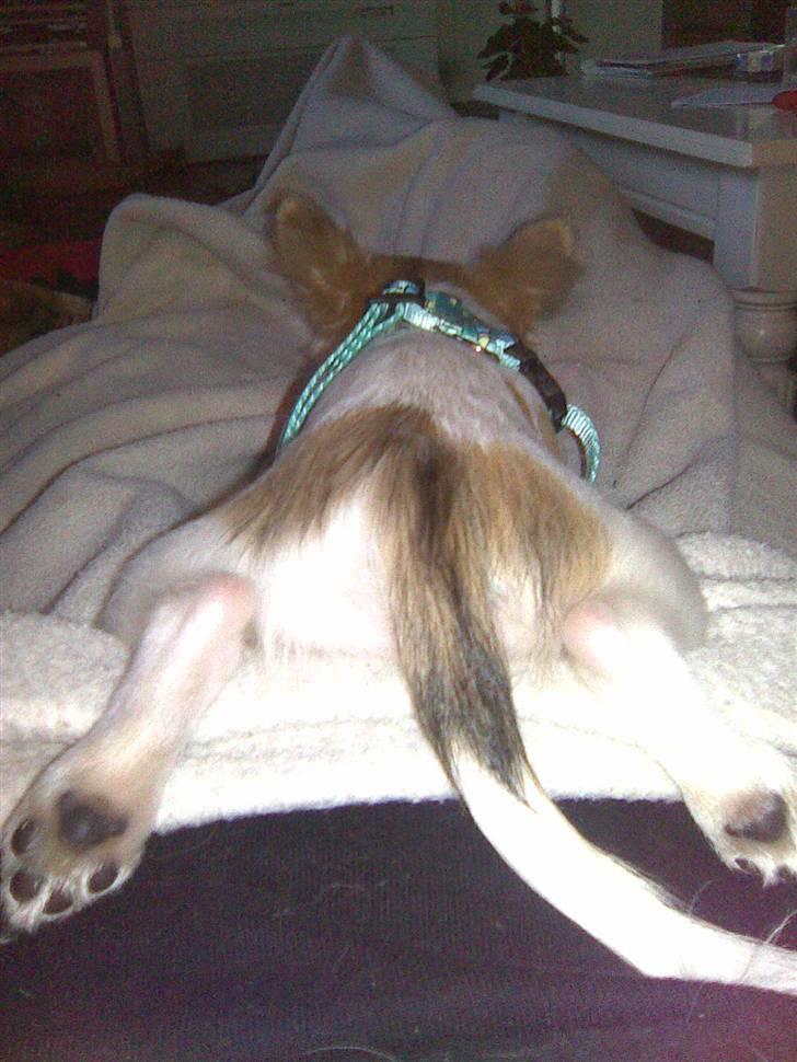 Chihuahua Morris - Putter ovenpå mors mave billede 6