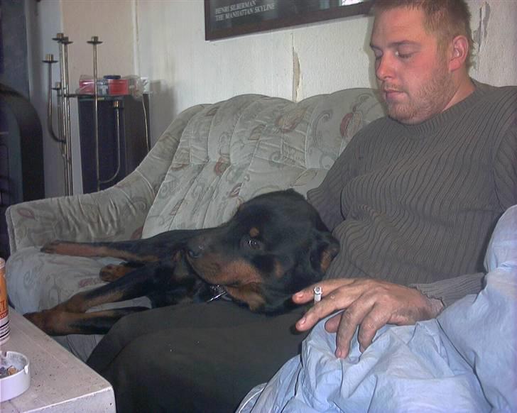 Rottweiler joejoe + 8-02-2010 billede 5