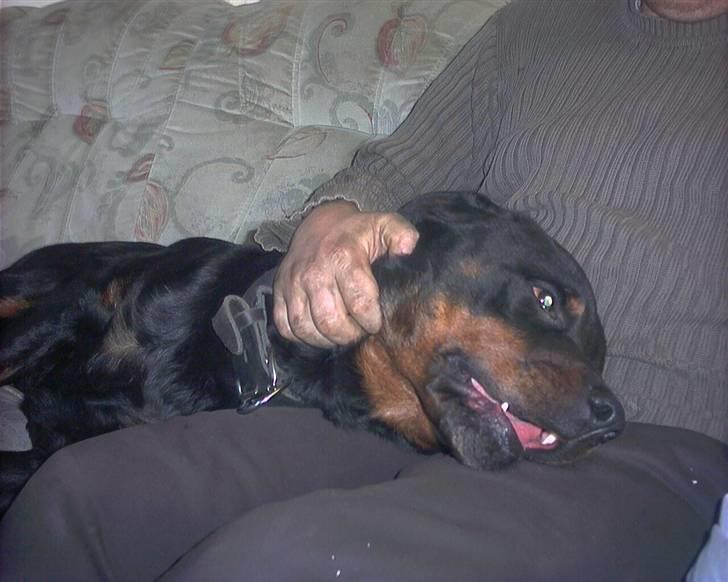 Rottweiler joejoe + 8-02-2010 billede 6