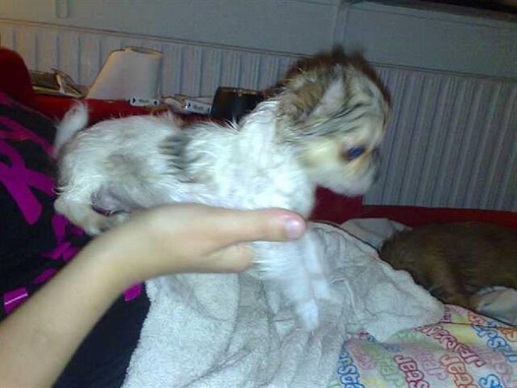 Chihuahua Morris - efter første gang jeg var i bad billede 7