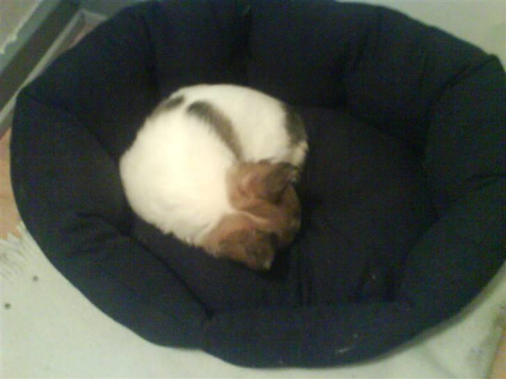 Chihuahua Morris - lille hund stor kurv ( selv om det er en af de mindste kurve der findes) billede 8