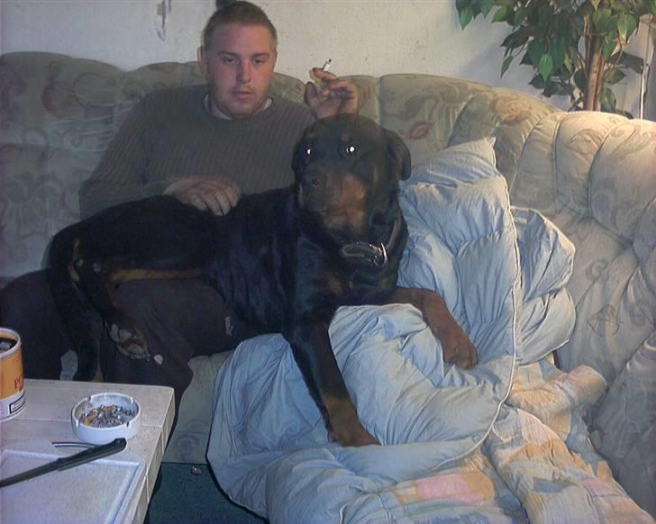 Rottweiler joejoe + 8-02-2010 billede 7